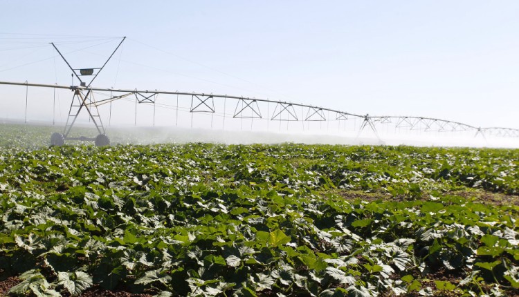 Gigantes do Agronegócio Projetam Crescimento Robusto no Brasil Apesar de Desafios Atuais